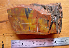 Arizona Rainbow Petrified Wood