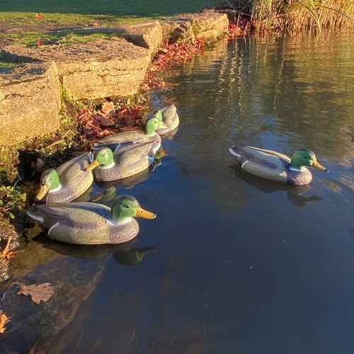 Mallard duck hunting shooting - duck,