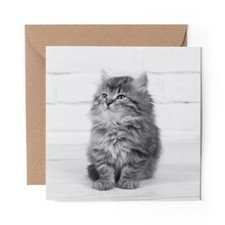 1 x Blank Greeting Card BW - Fluffy Kitten Cat Maine Coon Pet #36842