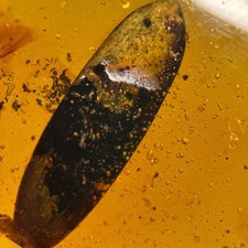 Leaf in Burmese / Burmite