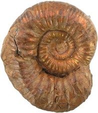 Dogger Grossouvria dilatata Ammonite Real Gold Snail High Eller 4489