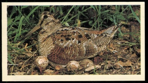 Tobacco card grandee - card,,