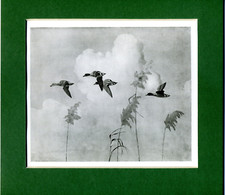 Peter Scott  ~ Four Teal ~