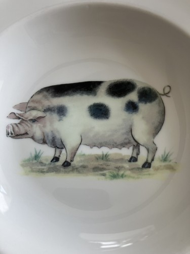 Lovely pot belly - bellied, pig