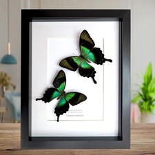 Framed Papilio peranthus Set