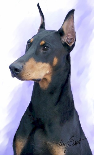 Doberman pinscher black and - 10,