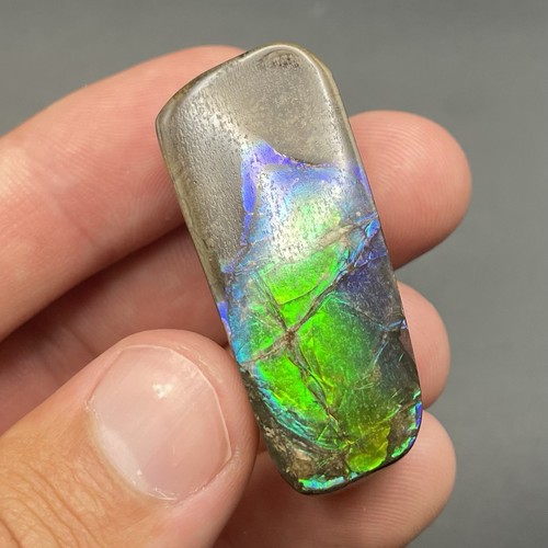 Amazing blue green ammolite - amazing,