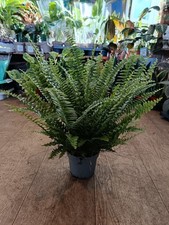 Boston Fern | Indoor fern | 12 Cm Pot | Easy Care Plants | air Purifying Plant 