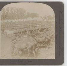 Cavalry Horses in Camp
