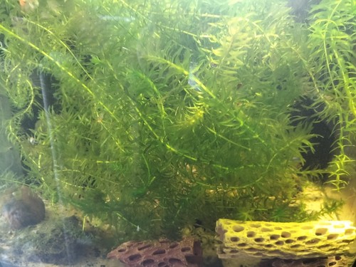 15cm elodea densa - 15cm+,