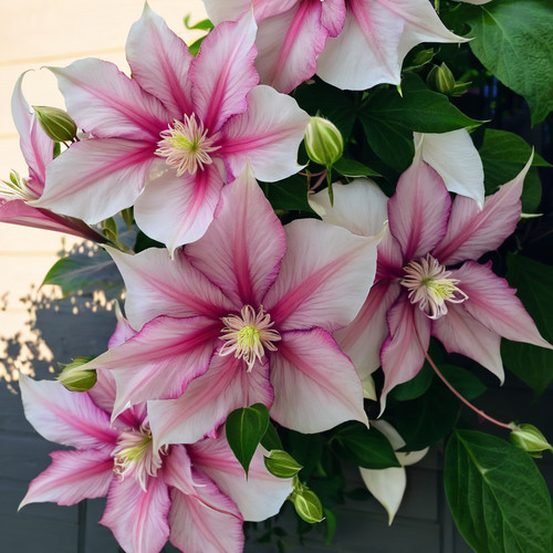 Double pink white clematis - 25,