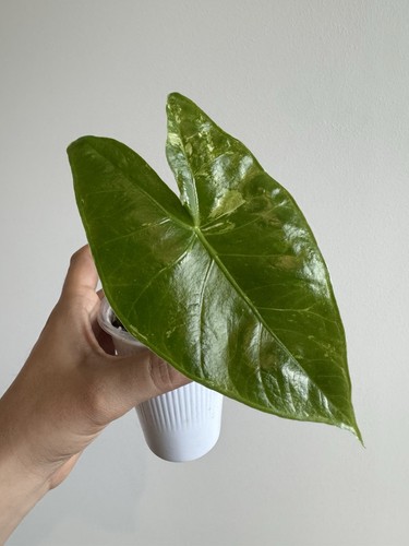 Alocasia longiloba variegated - alocasia,
