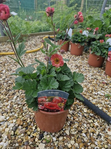 Geum tempo coral - x, 'tempo