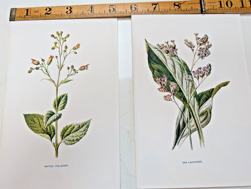 Original antique botanical - original,