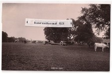 Cobham Park, Surrey 1911 RP by Wm Purfield