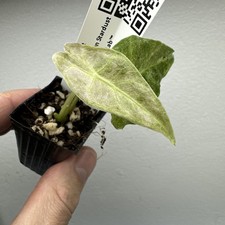 Alocasia Black Satun Stardust