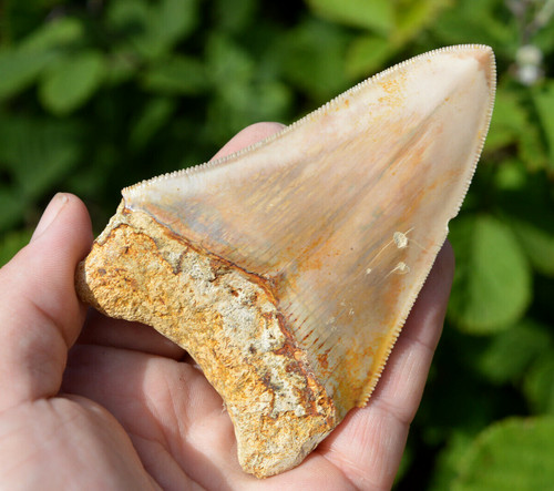 Genuine megalodon shark tooth - genuine,