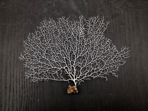 White sea fan - sea, gorgonia