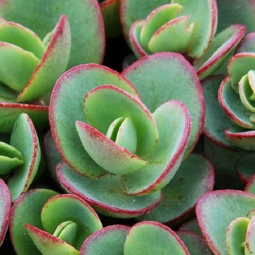 Sedum sunsparkler lime - sedum, 'lime