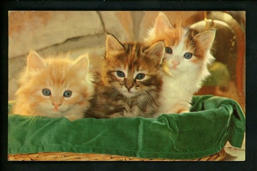 Cat kitten postcard kittens - kitten,
