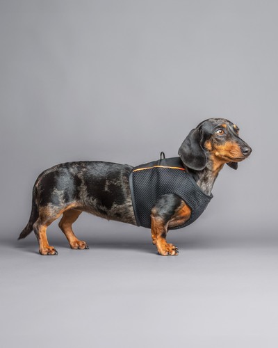 Dachshund wondercoat harness - wondercoat,