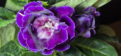 Sinningia avanti mixed - sinningia,