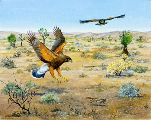 Peter barrett oil - peter, (uk,1935-?)