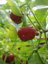 ORGANIC HOT CHILLI PEPPER - LARGE RED CHERRY HOT 30 SEEDS