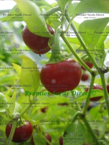 Organic hot chilli pepper - organic,