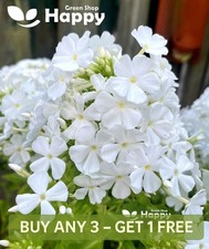 DRUMMOND'S PHLOX ALBA - 300