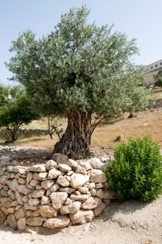 Olea europea 20 - -,