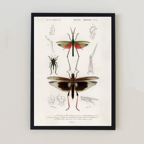 Antique insects dragonfly - insects,