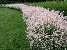 Salix Hakuro Nishiki
