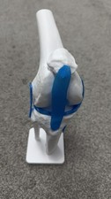  Human Knee Joint Model Body Teaching Models Simulation Medical Anatomy