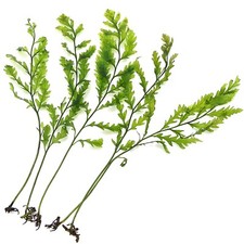 5x Bolbitis Heudelotii - Live