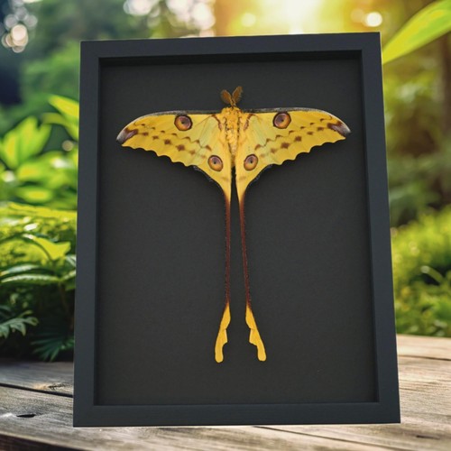 Resting comet moth argema - moth,