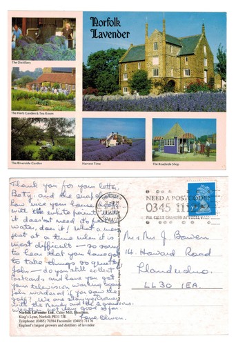 Postcard norfolk lavender - postcard,