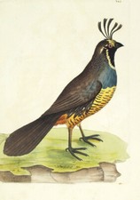 1789, SHAW & NODDER  COPPER ORIGINAL ANTIQUE WATERCOLOURIS CALIFORNIAN QUAIL VYJ