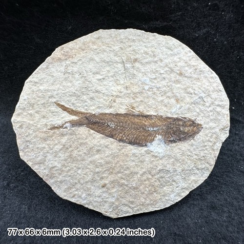 Eocene fossil fish matrix - eocene,