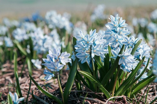 Bulbs puschkinia libanotica - puschkinia,
