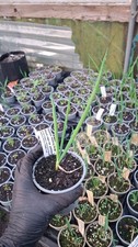Egyptian Walking Onion Allium