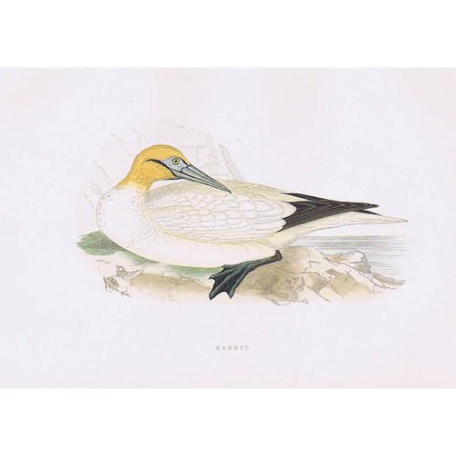 Birds gannet hand coloured - birds,