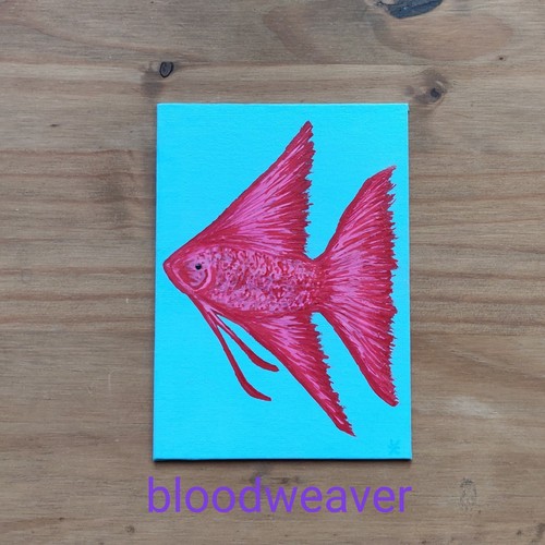 Angel tropical fish red pink