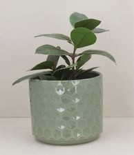 Gisela graham honeycomb plant - graham,