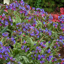 Pulmonaria Trevi Fountain - Hardy Perennial Plant - Outdoor Plant in Pot