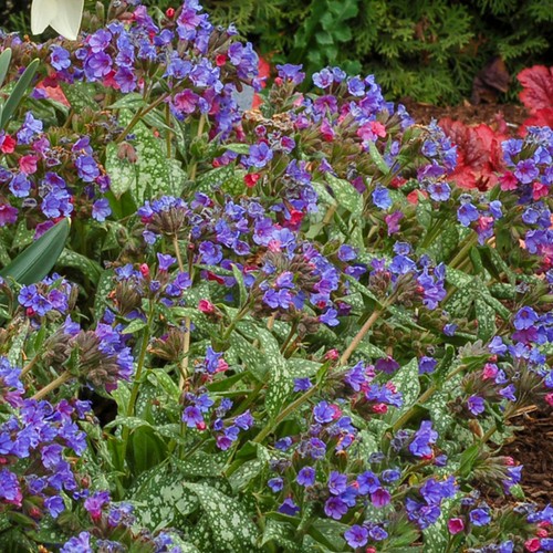 Pulmonaria trevi fountain - pulmonaria,