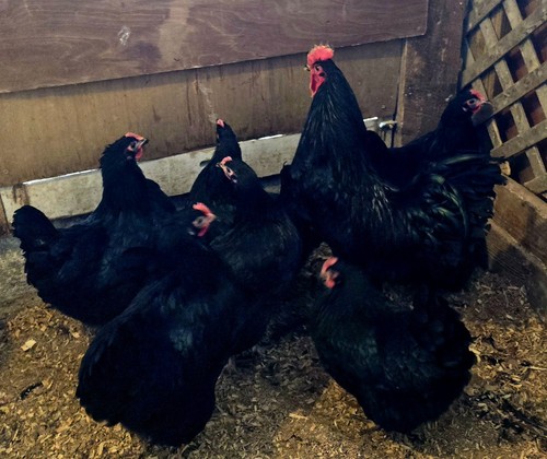 Fertile hatching eggs - eggs,
