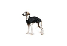 Ancol whippet greyhound dog - whippet,