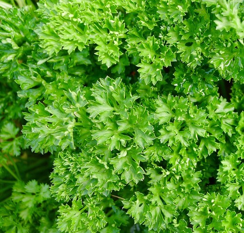 Italian parsley triple - parsley, moss