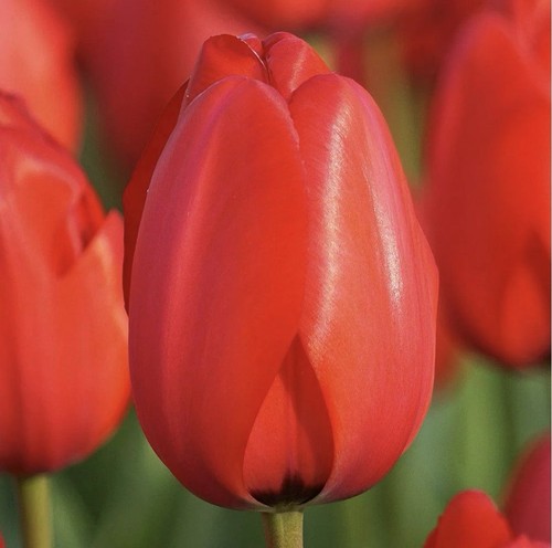 Giant tulip red - 15,